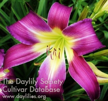 Highview Purple Durple AHS image