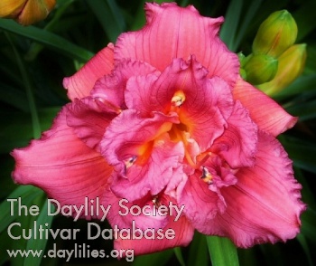Highview Raspberry Spritzer AHS image