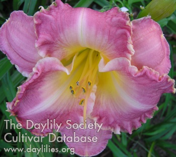 Rosa Erfuellung AHS image
