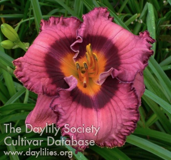 Carolina Firefly AHS image