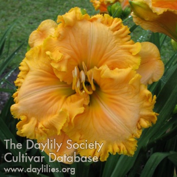 Dave McGhee AHS image