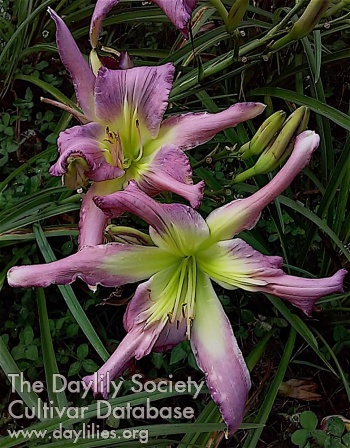 Feathered Dragon AHS image