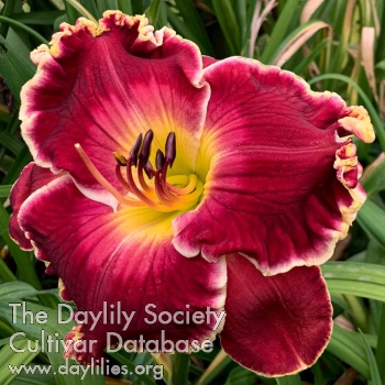 Regal Desire AHS image