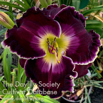 Regal Passion AHS image
