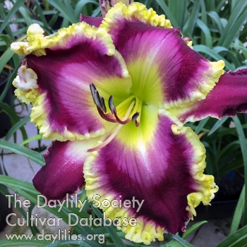 Regal Sensation AHS image