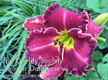 Sweet Aubergine AHS image