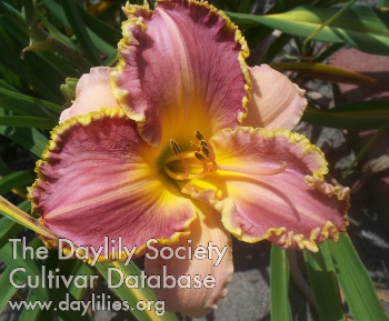 Gold Edged Delight AHS image