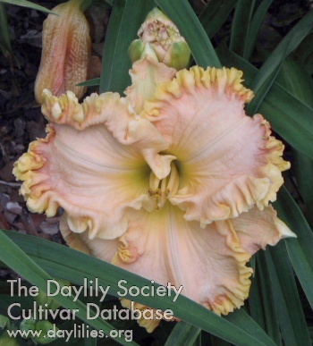 Lilypad Libretto