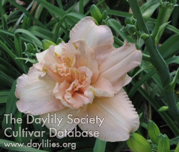 Monticello Muse AHS image