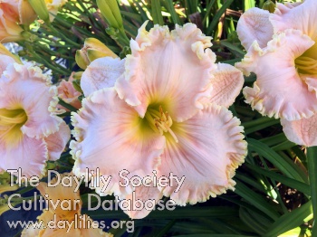 Beverly Daugherty AHS image