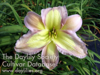Imperial Lavender AHS image