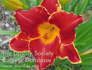 Willodean Leadbeater AHS image