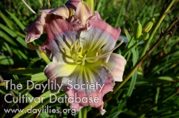 Bumble Bee Beauty AHS image