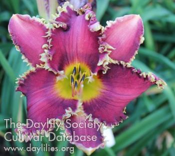 Papio Leah Serenity AHS image