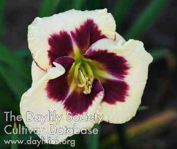 Ghem Molly AHS image