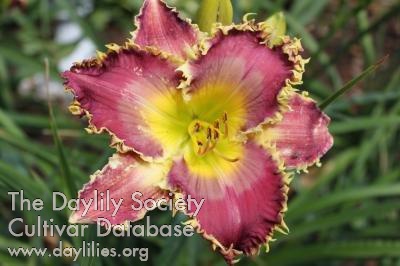 The Vampire of Cottage Gardens AHS image