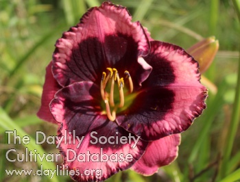 Juris Black Beauty AHS image