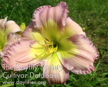 Juris Lavender Cream AHS image