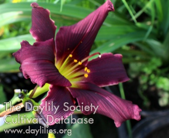 Juris Little Success AHS image
