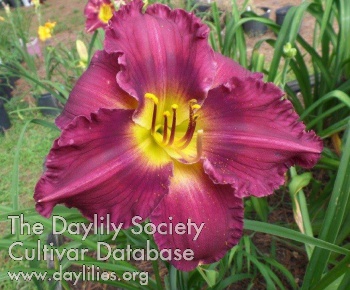 Purple Blessing AHS image