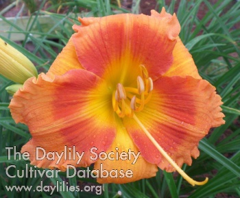 Three Shades of Orange AHS image
