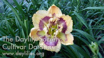 Flower Praying AHS image