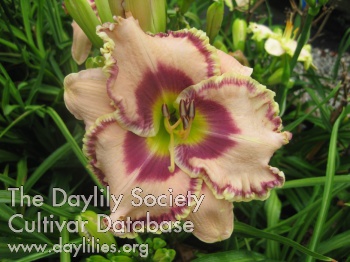 Frilled to See You AHS image