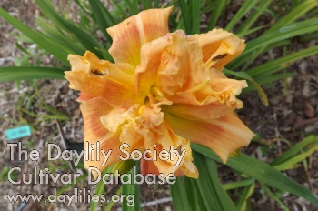 Judy Koopman AHS image