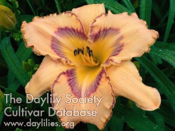 Peachberry Daydream AHS image