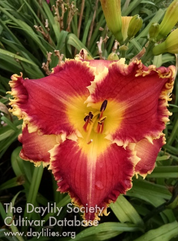 Cindee Cimaroli AHS image