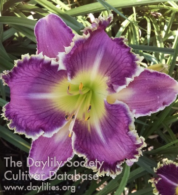 Kathy Rinke AHS image