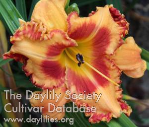 Orange Royalty AHS image