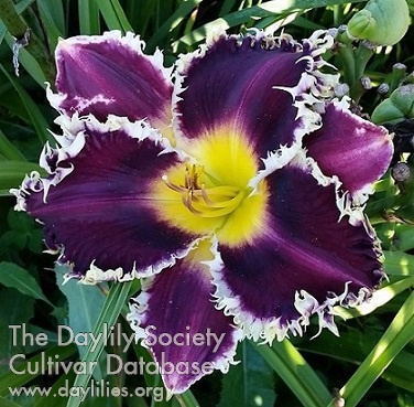 Purple Panther AHS image
