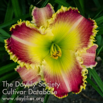 Blushing Dragon AHS image