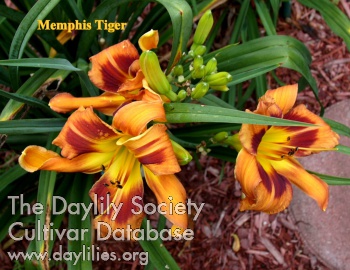 Memphis Tiger AHS image
