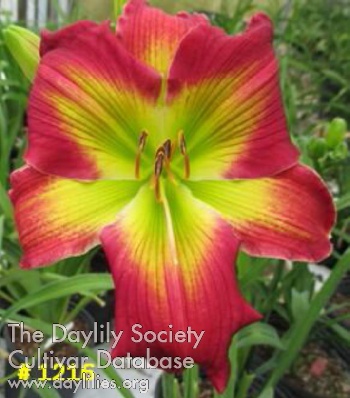 Starburst Splendor