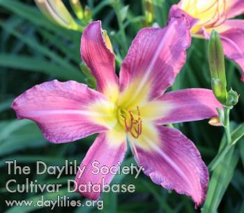 June Arrival in Purple AHS image