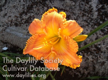 Tropical Troubadour AHS image