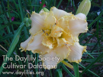 Carolina Cactus AHS image