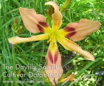 Olallie Beautiful as My Diane AHS image