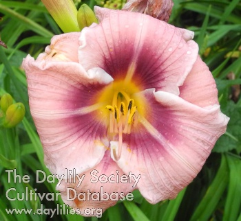Olallie Busia AHS image
