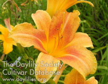 Olallie Lanny Lasky AHS image
