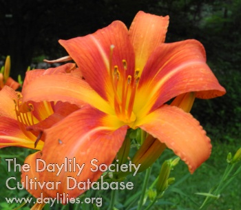 Olallie Maui AHS image