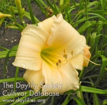 Olallie Nikki's Song AHS image