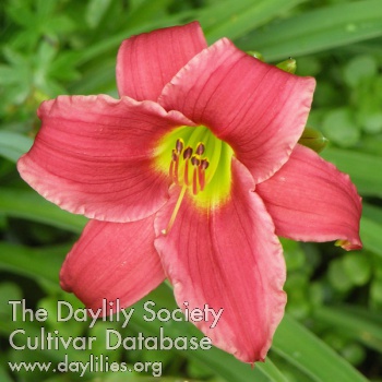 Patsy's Little Ruby AHS image