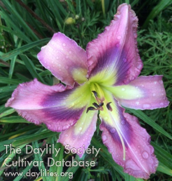 Greywoods Skyfall AHS image