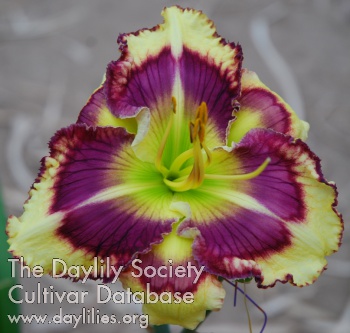 Ephemera - American Daylily Society