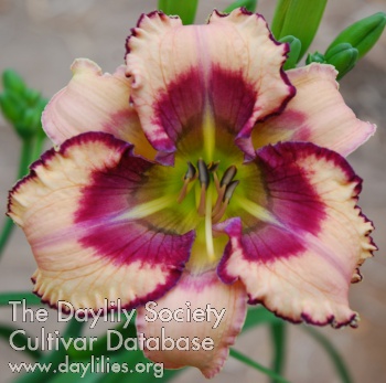 Orchid Flux AHS image