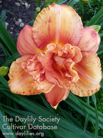 Dreamlily Double the Sun AHS image