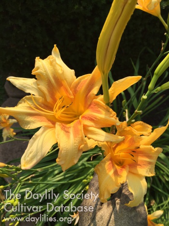 Phyllis Shuster AHS image